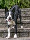 Border Collie dog portrait outdoors. Art Print